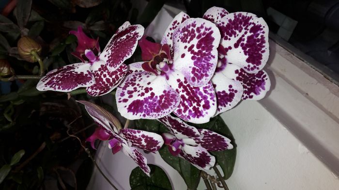 20150327_111551 - Orhidee