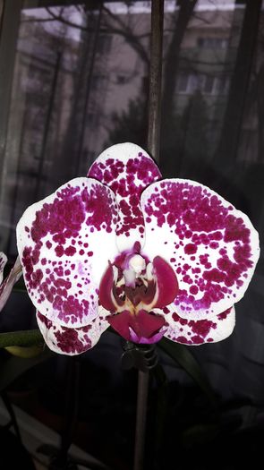 20150327_111606 - Orhidee