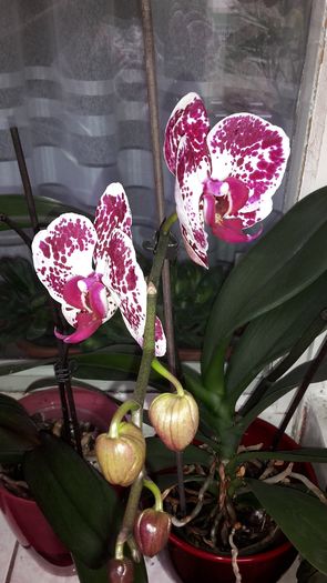 20150327_111615 - Orhidee