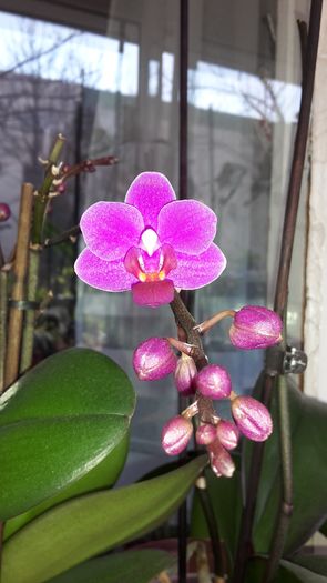 20150404_115451 - Orhidee