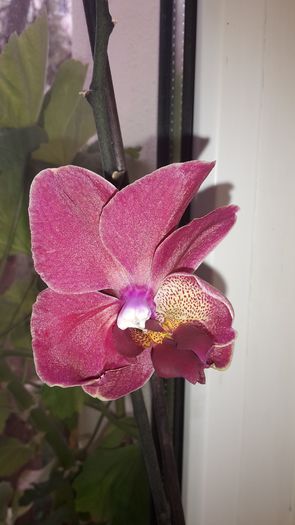 20150414_181934 - Orhidee