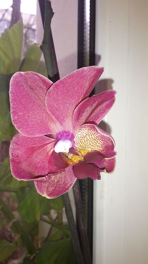 20150414_181939 - Orhidee