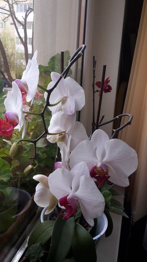20150414_181955 - Orhidee