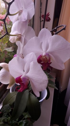 20150414_182001 - Orhidee