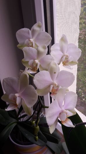 20150414_182012 - Orhidee