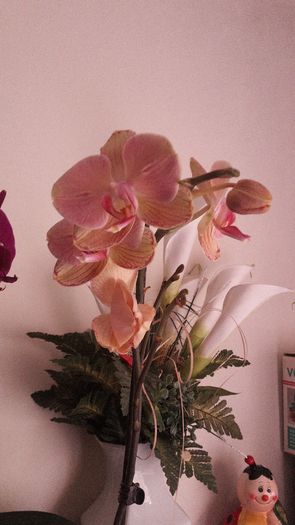 20150414_182025 - Orhidee