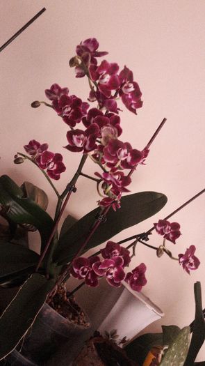 20150414_182039 - Orhidee
