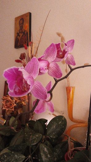 20150414_182049 - Orhidee