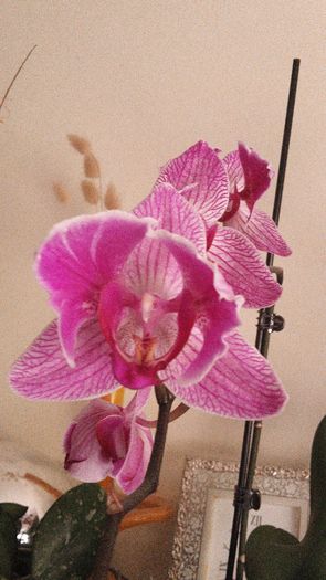 20150414_182145 - Orhidee