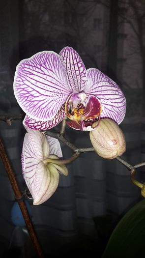 20150414_182539 - Orhidee