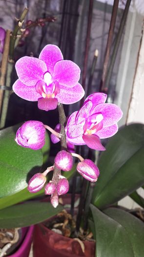 20150414_182547 - Orhidee