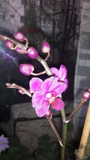 20150414_182553 - Orhidee