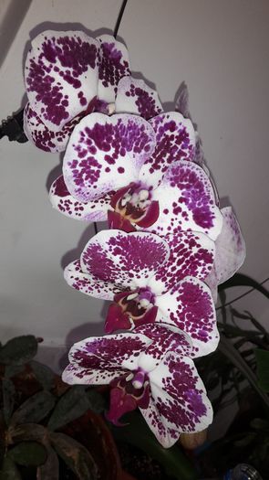 20150414_182620 - Orhidee