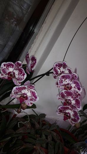 20150414_182629 - Orhidee