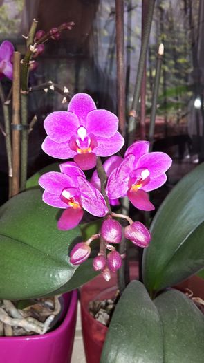 20150417_120005 - Orhidee