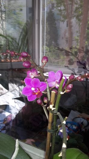 20150417_120013 - Orhidee