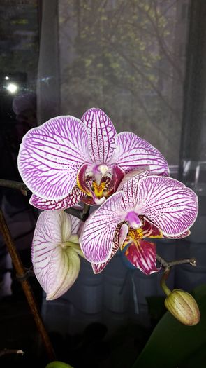 20150417_120018 - Orhidee