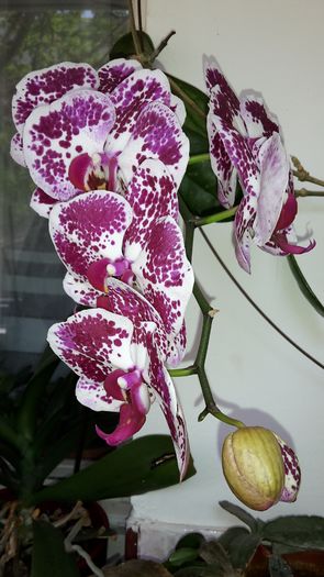 20150417_120043 - Orhidee