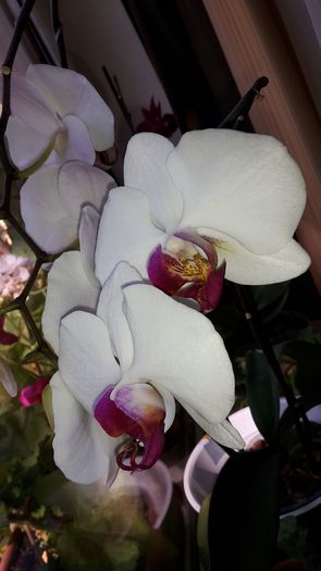20150420_102857 - Orhidee