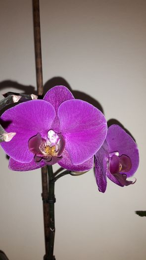 20150420_102943 - Orhidee