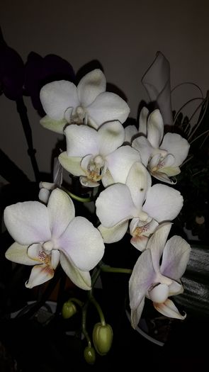 20150420_102948 - Orhidee