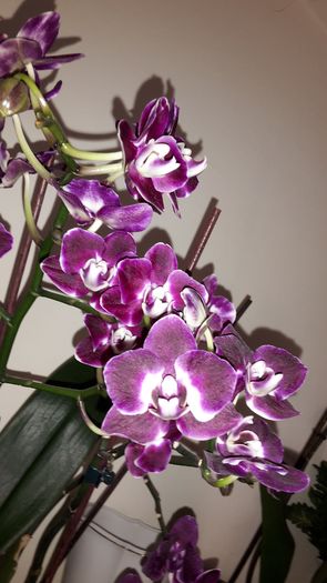 20150420_103011 - Orhidee