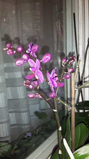 20150426_195502 - Orhidee
