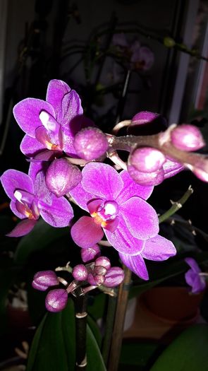 20150426_195509 - Orhidee