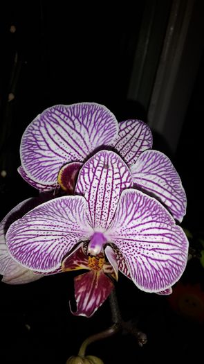 20150426_195535 - Orhidee