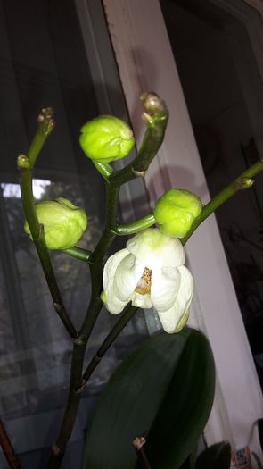 20150427_110109 - Orhidee