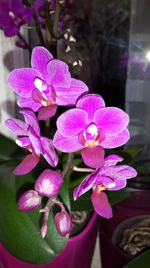 20150427_110122 - Orhidee