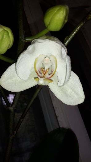 20150428_104533 - Orhidee