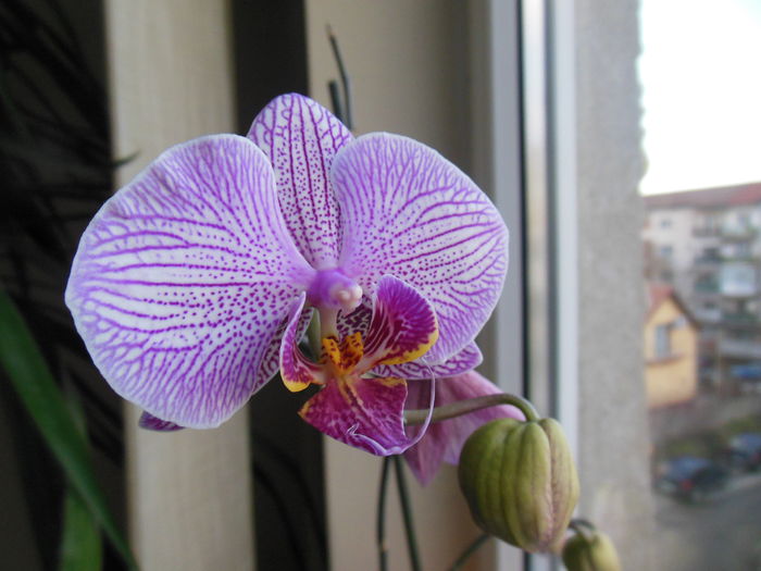 DSCN4420 - Orhidee
