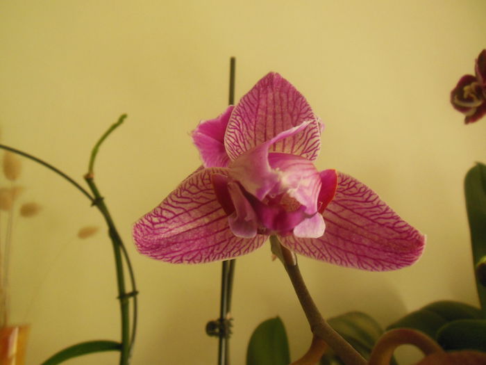 DSCN4630 - Orhidee