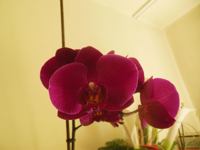 DSCN4647 - Orhidee