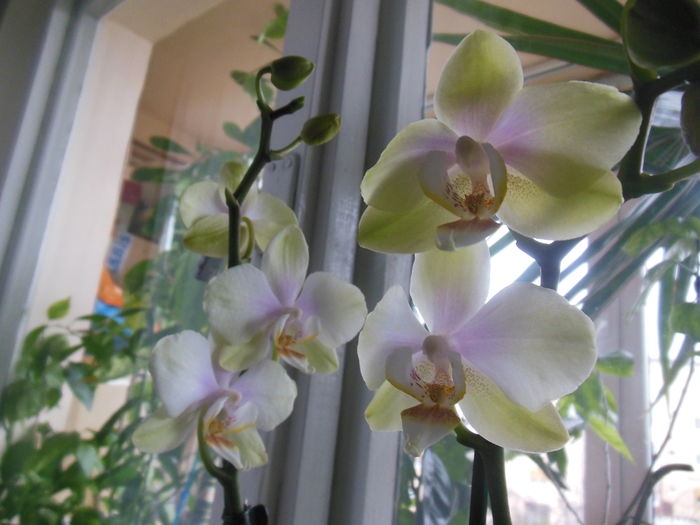 DSCN6657 - Orhidee