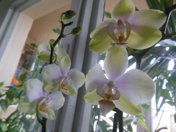 DSCN6660 - Orhidee