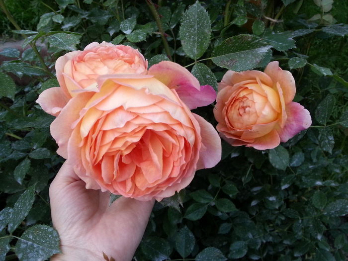 lady of shalott