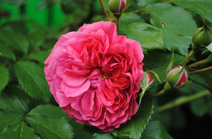 Rosarium Uetersen - 2016 trandafiri -I