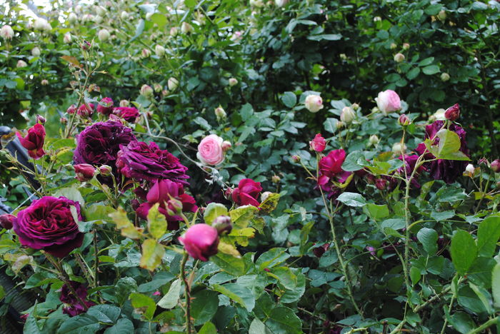 Munstead Wood
