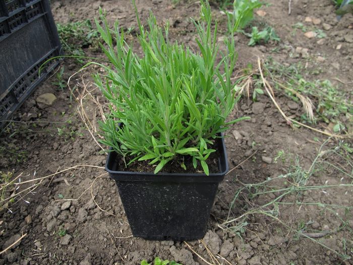 lavandula angustifolia Munstead_7477 - Iris germanica 2016