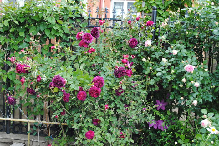 17 05,Munstead Wood si Eden Rose