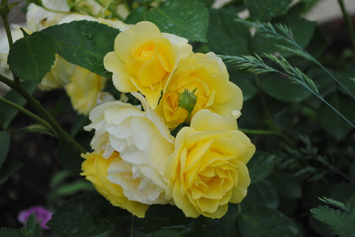 golden border(comtesse du barry)