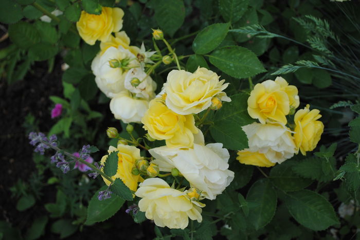 golden border(comtesse du barry)