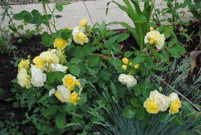 golden border(comtesse du barry)