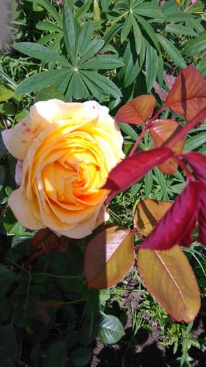Candelight - Trandafiri Rosen Tantau
