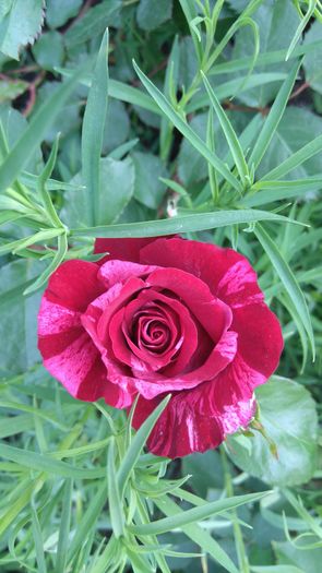 Deep Impresion - Trandafiri Rosen Tantau