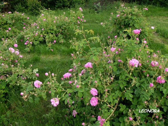 anul II de la plantare - trandafiri de dulceata Kazanlak