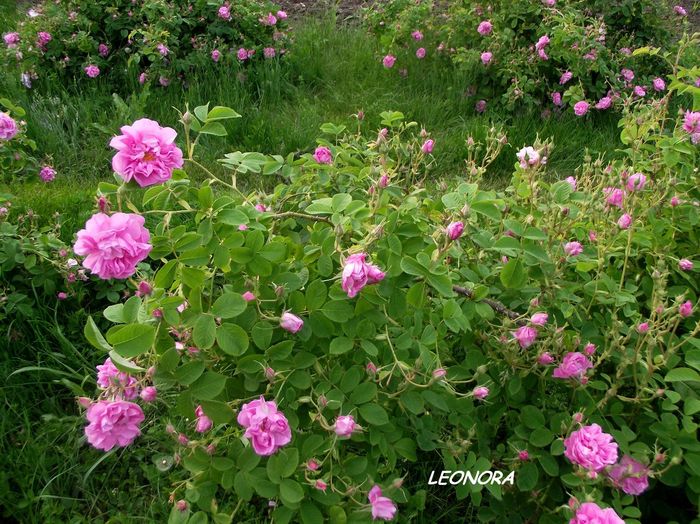 Kazanlik - trandafiri de dulceata Kazanlak