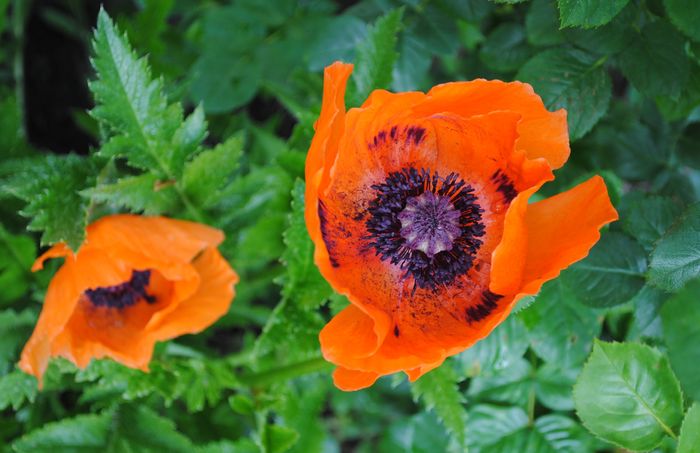 17 mai,papaver turkenluise - 2016 plantele mele II